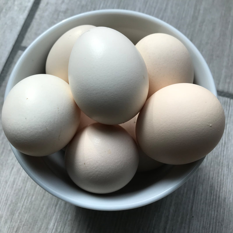 color silkie chicken eggs