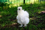 SOCAL SILKIE HOMESTEAD*SOCAL SILKIES*BEARDED SILKIES*FLUFFY BUTTS*EXOTIC AYAM CEMANI CHICKS FOR SALE NEAR ME,CHICKS*COLORFUL SILKIE CHICKENS NEAR ME * HIGH DESERT CALIFORNIA* SILKIE PETS* PET SILKIE BIRDS*SILKIE* SILKIE HATCHING EGGS*CHICKS*RAINBOW CHICKS